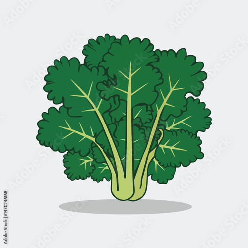 Kale hand drawn vector graphic illustration
