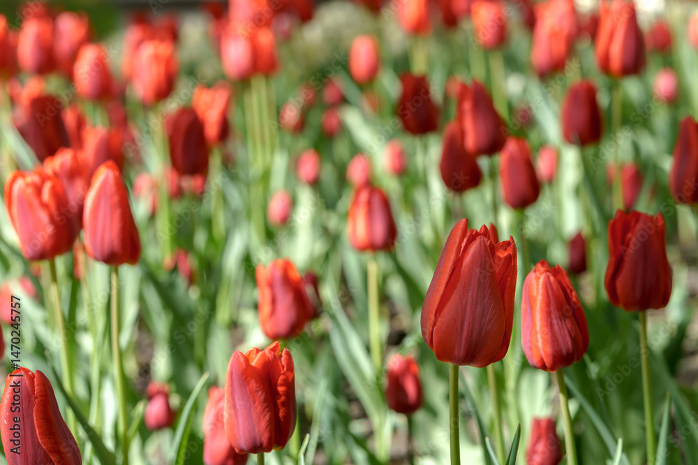 Fototapeta premium Field of beautiful red tulips. Natural floral background.