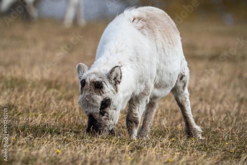 Svalbard reindeer (Rangifer tarandus platyrhynchus) calf grazing in a field in Alkhornet, Svalbard, Norway