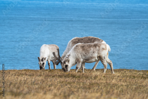 Svalbard reindeer (Rangifer tarandus platyrhynchus) grazing in a field, with the Arctic Ocean in the background, in Alkhornet, Svalbard, Norway