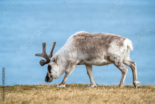 Svalbard reindeer (Rangifer tarandus platyrhynchus)  in a field, with the Arctic Ocean in the background, in Alkhornet, Svalbard, Norway