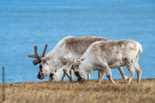 Svalbard reindeer (Rangifer tarandus platyrhynchus) grazing in a field, with the Arctic Ocean in the background, in Alkhornet, Svalbard, Norway