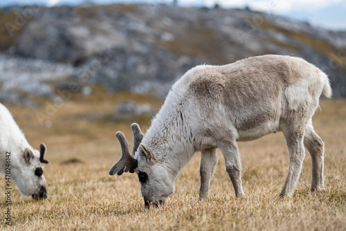 Svalbard reindeer (Rangifer tarandus platyrhynchus) grazing in a field, in Alkhornet, Svalbard, Norway