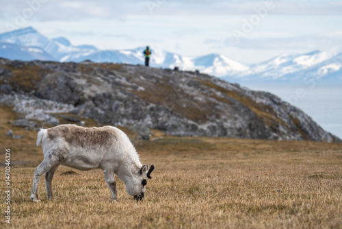 Svalbard reindeer (Rangifer tarandus platyrhynchus) grazing in a field, with a guard in the background, in Alkhornet, Svalbard, Norway