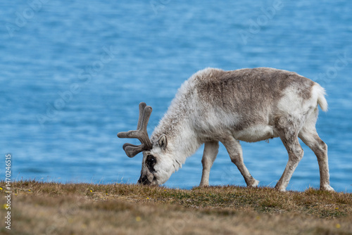 Svalbard reindeer (Rangifer tarandus platyrhynchus) grazing in a field, with the Arctic Ocean in the background, in Alkhornet, Svalbard, Norway