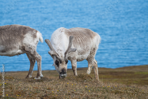 Quadro su tela Svalbard reindeer (Rangifer tarandus platyrhynchus) grazing in a field, with the