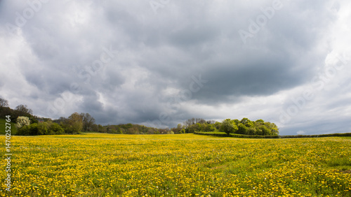 champ coloré au printemps, pissenlits en fleurs sous un ciel d'orage