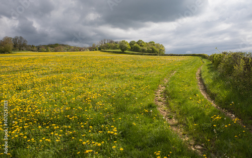 champ coloré au printemps, pissenlits en fleurs sous un ciel d'orage
