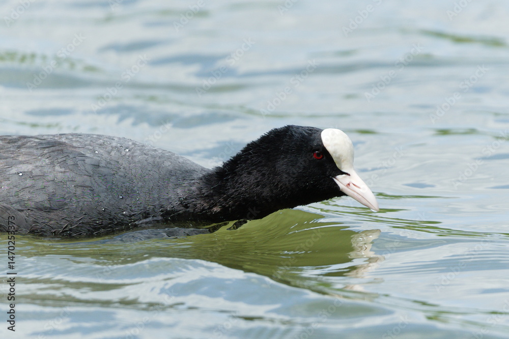 Fulica atra aka Fulica prior or The Eurasian coot on the pond. Common water bird in Czech republic. Fulica atra aka Fulica prior or The Eurasian coot on the pond. Common water bird in Czech republic.