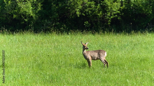 Capreolus capreolus european roe deer female on a field. 