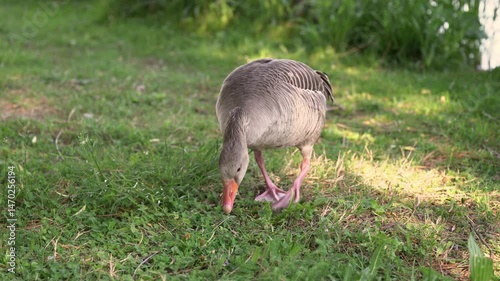 A front-facing shot of a grey goose standing on green grass, chewing and stretching its neck while looking around in a funny and curious manner