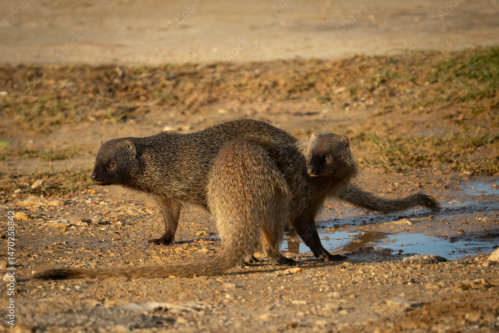 Fototapeta premium A Pair of Mongooses