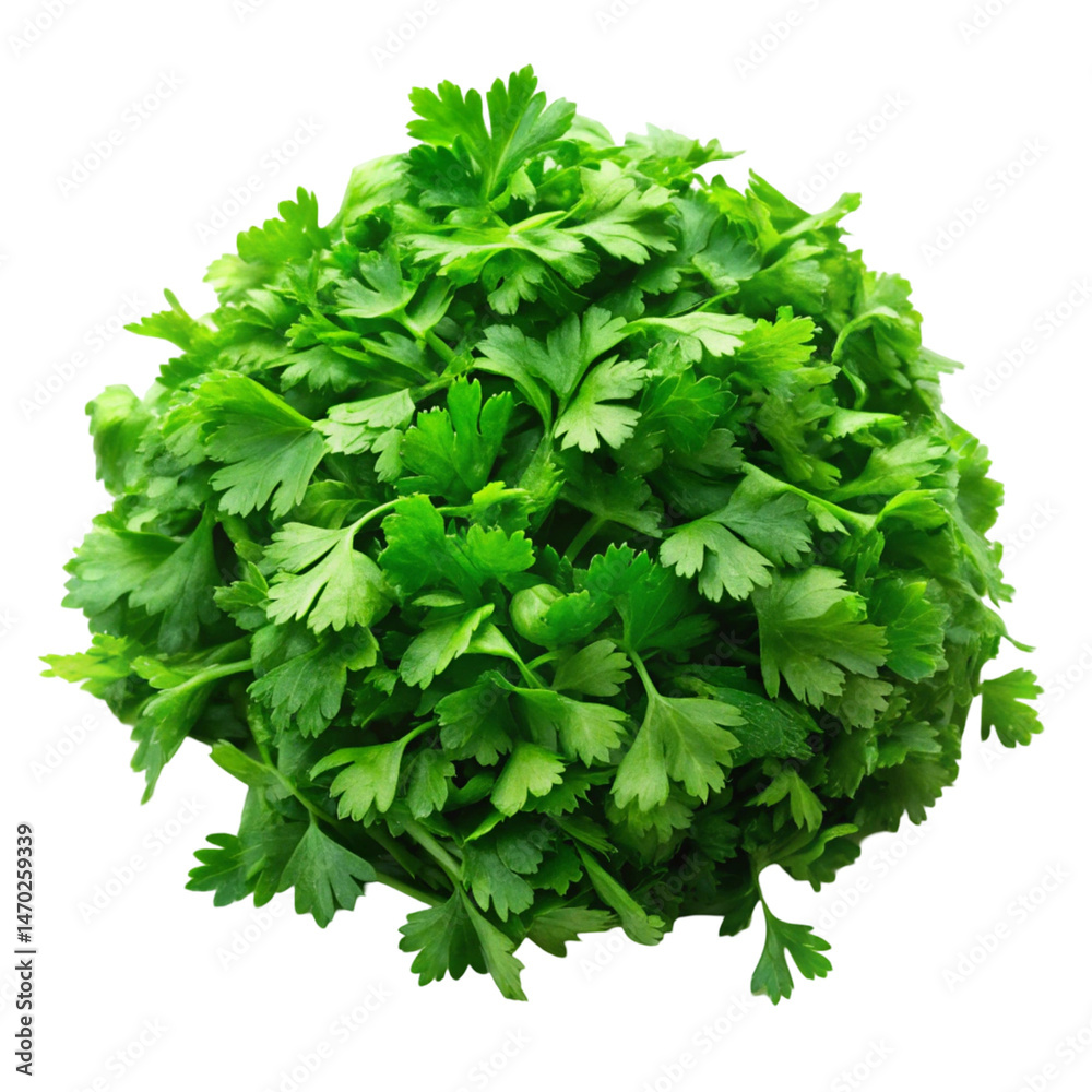 Obraz premium parsley isolated on white background