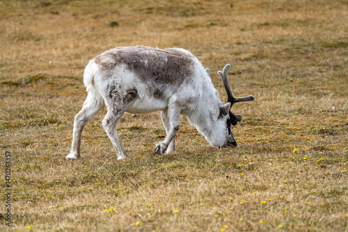 Svalbard reindeer (Rangifer tarandus platyrhynchus) grazing in a field, in Alkhornet, Svalbard, Norway