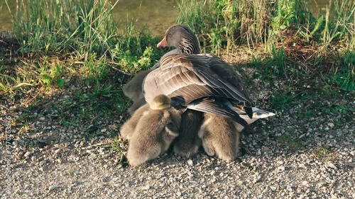 A touching moment of a mother goose sitting on a gravel path while her fluffy goslings snuggle under her wings. Captured in natural morning light, showing care, warmth, and wildlife harmony