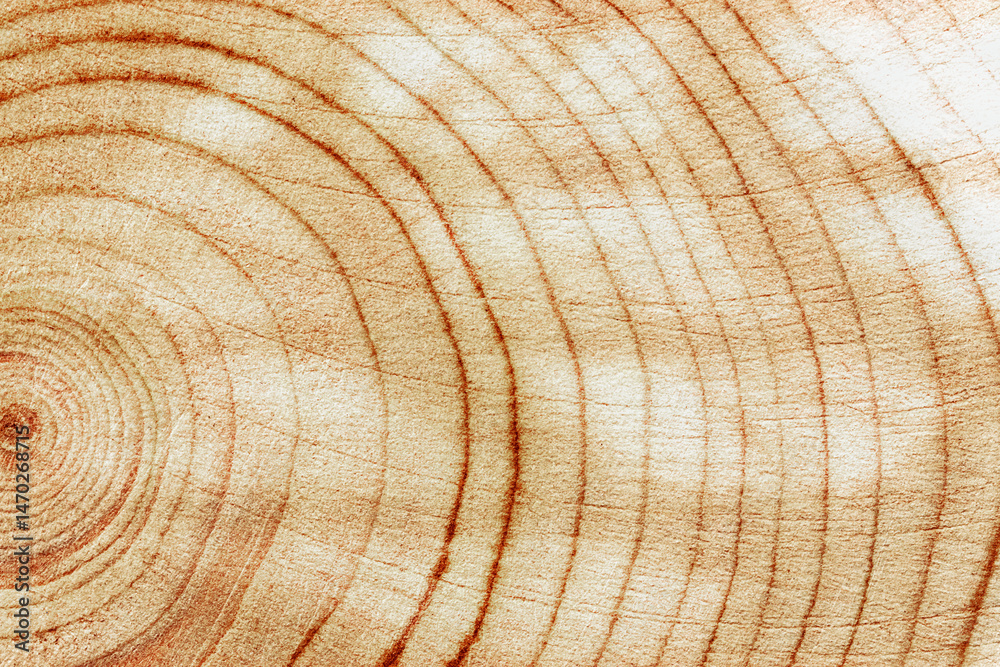 Fototapeta premium Wood pattern, detailed view of wooden texture with natural tree rings of juniper, eco textures earthy tones, dark color, Macro trend photo, circular growth patterns and organic beauty of material