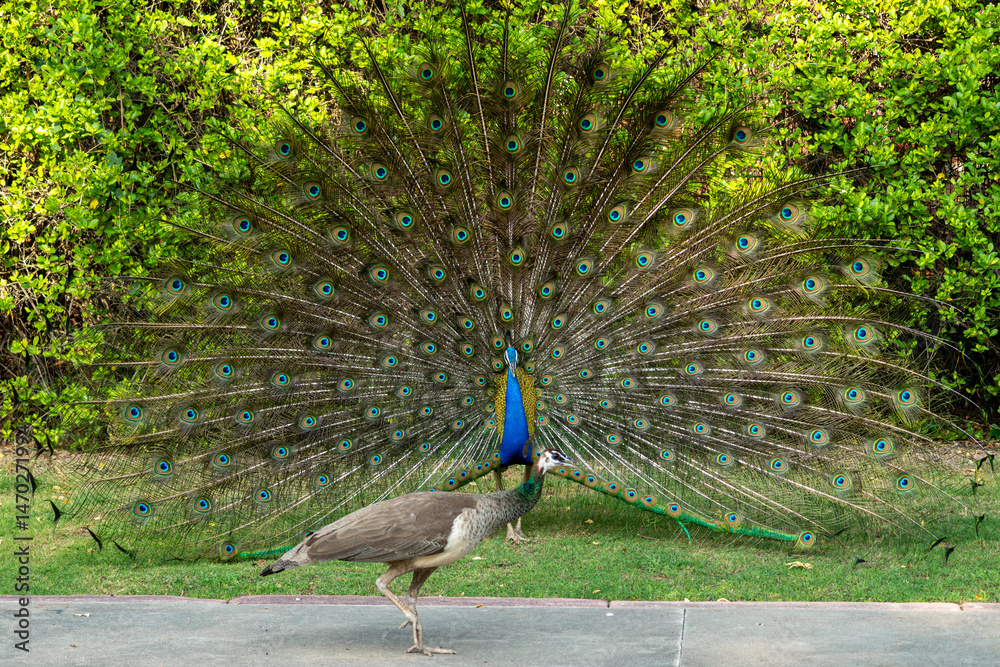 Obraz premium Peacock Dance