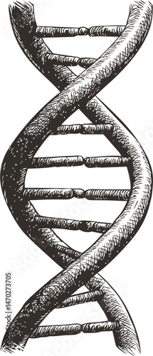 Detailed black and white hand-drawn dna double helix illustration. Vector illustration