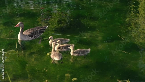 A funny and heartwarming wildlife scene of fluffy goslings nibbling on the same reed while swimming near their mother. Captured in vivid green water and warm sunlight, symbolizing play, teamwork