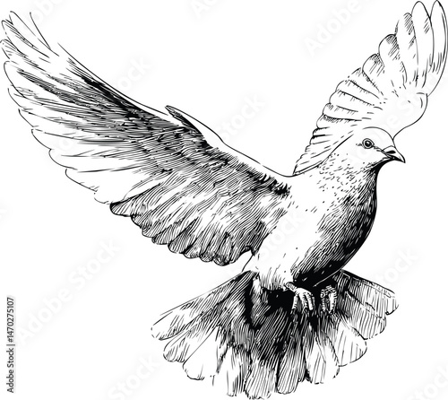 Detailed black and white sketch of a dove in flight with spread wings. Vector illustration