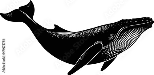 Black and white illustration of a humpback whale swimming gracefully. Vector illustration