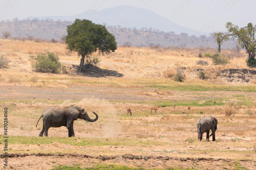 Fototapeta premium Two Elephants in Tanzania