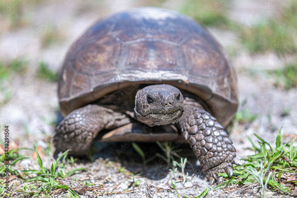 Obraz premium gopher tortoise walking
