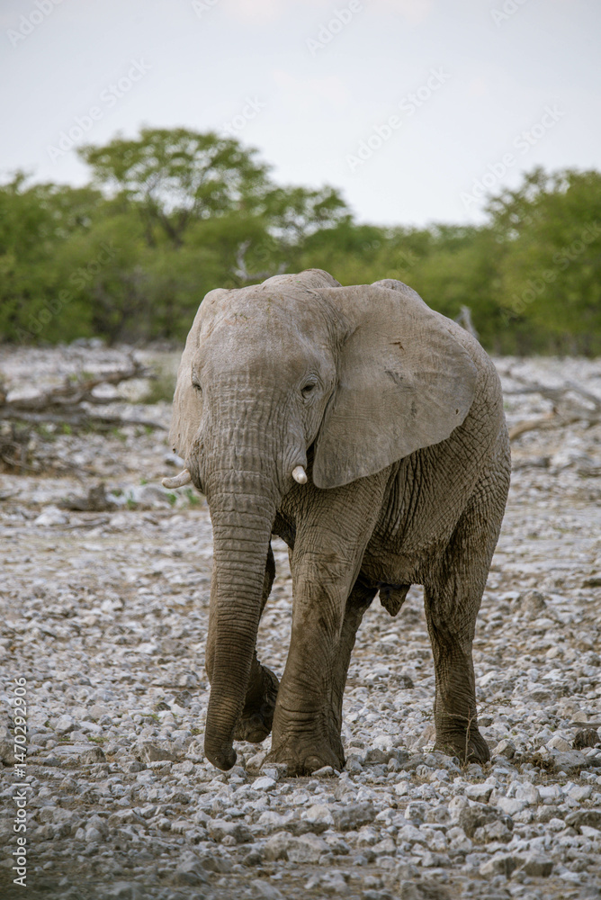 Obraz premium Elephant Facing Camera