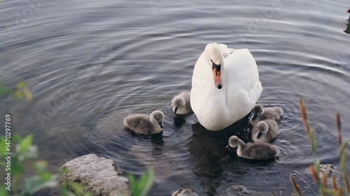 A white swan stands still in shallow lake water while her fluffy cygnets eat and drink around her. A quiet and natural family scene and the beauty of animal life