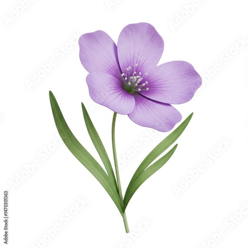 Pale Purple Flower with Green Leaves on White Background