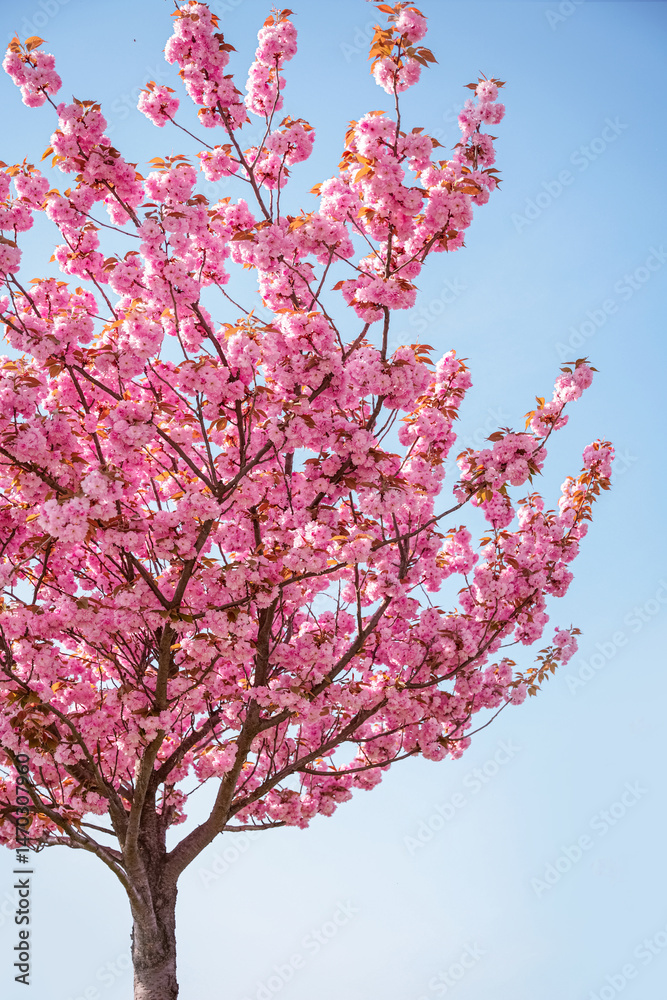 Pink cherry blossoms bloom beautifully under a clear blue sky in spring season Pink cherry blossoms bloom beautifully under a clear blue sky in spring season