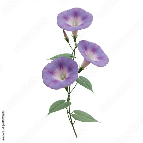 Three Purple Morning Glory Flowers on Vine