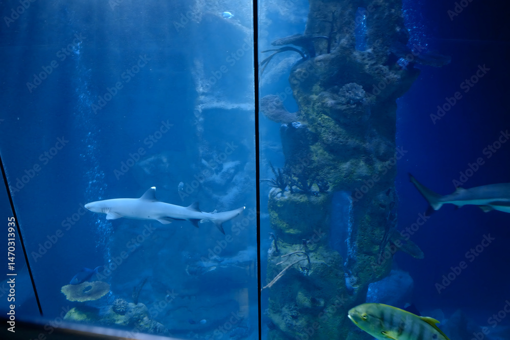 Fototapeta premium Underwater Scene of a Shark Swimming in an Aquarium Surrounded by Various Colorful Fish and Marine Life