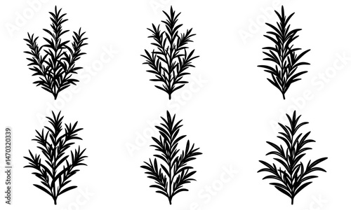 Rosemary silhouette vector