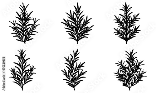 Rosemary silhouette vector