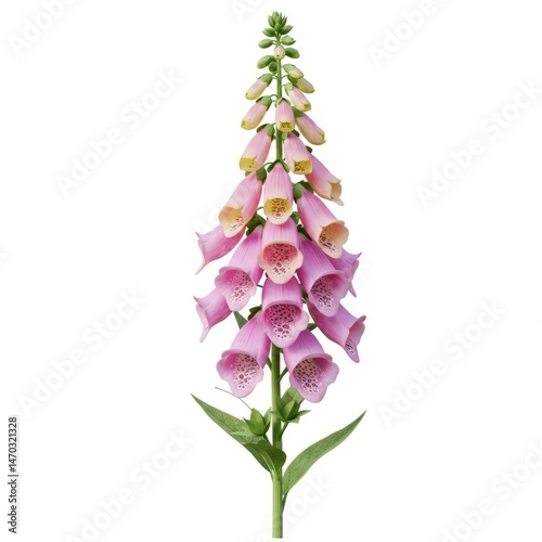Pink Foxglove Flower on White Background