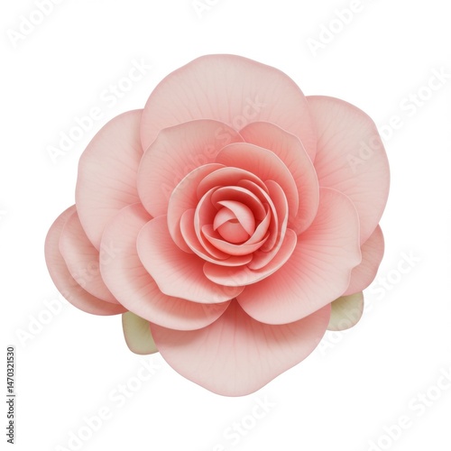 Pink Rose Blossom Close Up Studio Shot