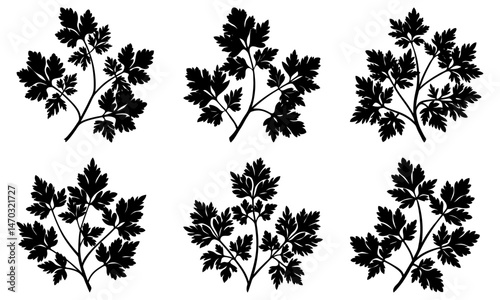 Parsley silhouette vector