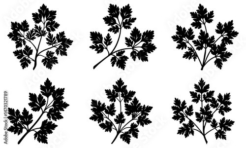 Parsley silhouette vector