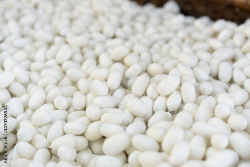 Close-Up of Silkworm Cocoons. The Natural Source of Luxurious Silk.