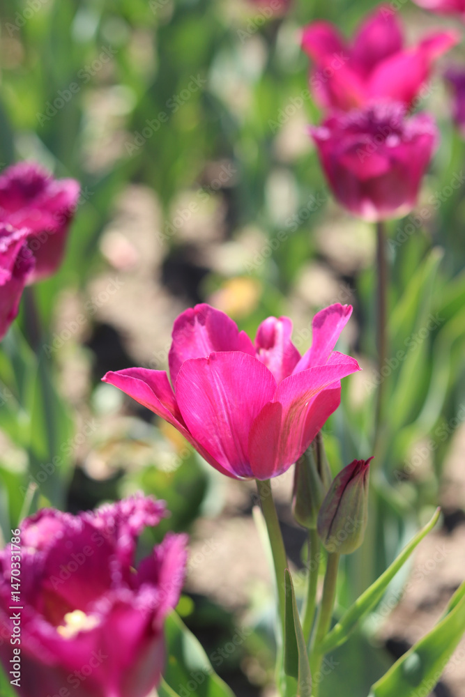 Close-up of pink tulips blooming. Beautiful varietal flowers with selective focus. Floral background. Nature in spring. Tulip field. Tulip blooming season Close-up of pink tulips blooming. Beautiful varietal flowers with selective focus. Floral background. Nature in spring. Tulip field. Tulip blooming season