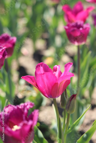 Close-up of pink tulips blooming. Beautiful varietal flowers with selective focus. Floral background. Nature in spring. Tulip field. Tulip blooming season