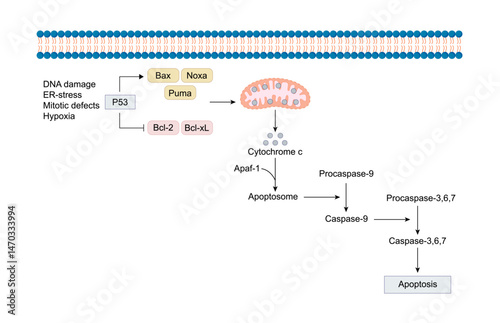 Apoptosis, Programmed cell death, intrinsic pathway. Cell breaks into apoptotic bodies. Vector illustration.	

