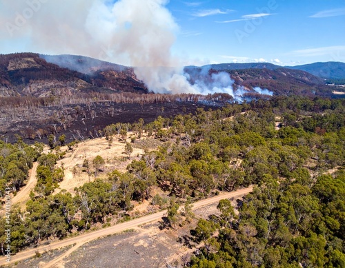 Destruction of Australian bushland after a devastating bushfire in a burnt forest 