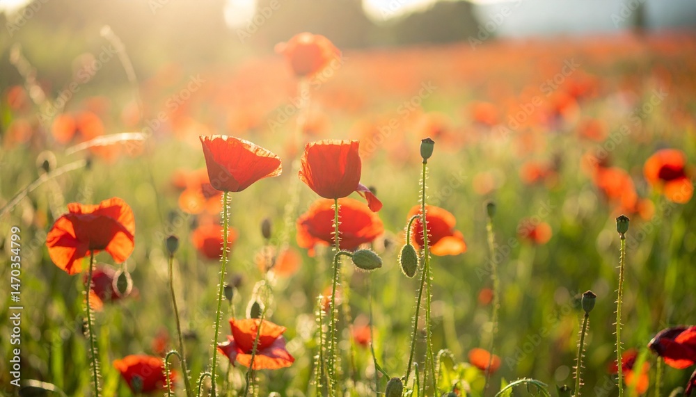 Obraz premium Field of red poppies under soft morning light Generative AI