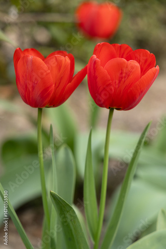 Tulipanes rojos