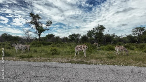 Road and a herd of zebras grazing in vegetations under cloudy sky at Etosha National Park, Namibia