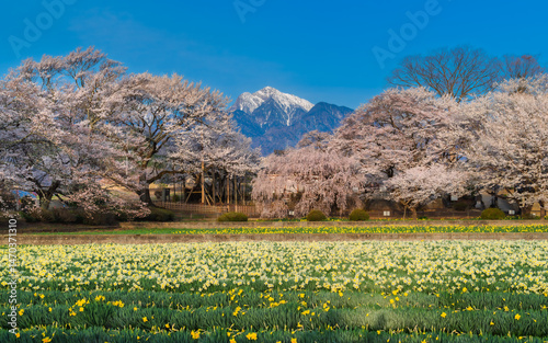 Beauty of spring at Otsuyama Jisso Temple in rural Japan featuring ancient cherry blossom trees (sakura), vibrant daffodil fields, and a snow-capped view of Mt. Kaikoma in the distance. photo