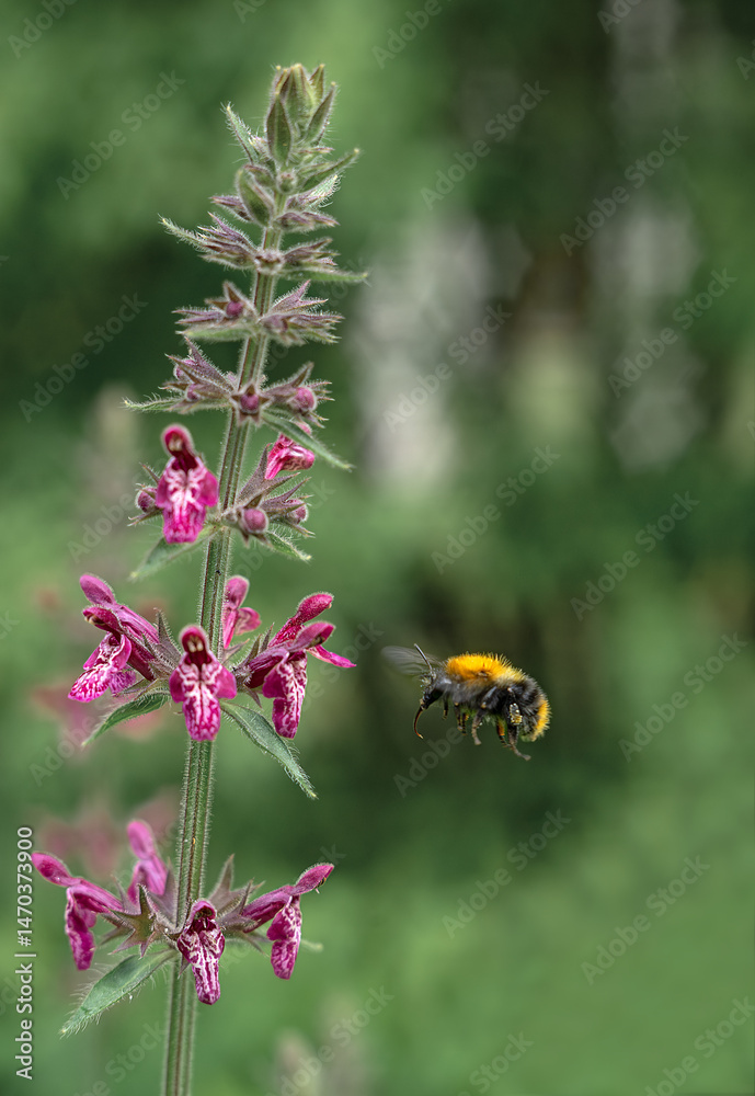 Bumblebee moss Bombus muscorum on a flower with pink petals.The snakehead flower is a Count Dracula variety. A versatile plant that combines decorative and medicinal properties. Bumblebee moss Bombus muscorum on a flower with pink petals.The snakehead flower is a Count Dracula variety. A versatile plant that combines decorative and medicinal properties.