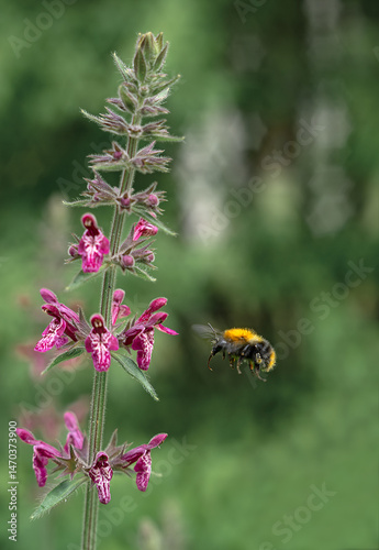 Bumblebee moss Bombus muscorum on a flower with pink petals.The snakehead flower is a Count Dracula variety. A versatile plant that combines decorative and medicinal properties.
